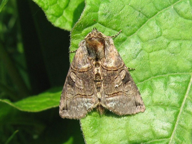 Abrostola triplasia &copy; LETHEVE Xavier