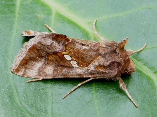 Chrysodeixis chalcites &copy; LETHEVE Xavier