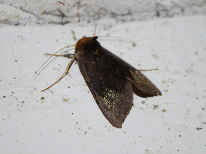 Diachrysia chryson &copy; GERARD Thibaut