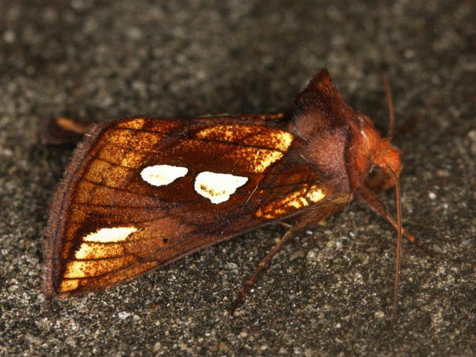 Plusia festucae © LETHEVE Xavier