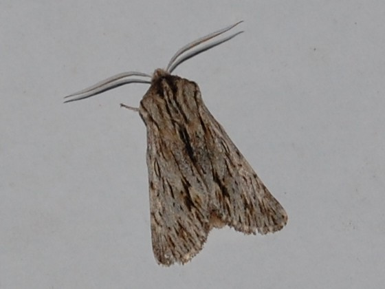 Asteroscopus sphinx &copy; VANSTEENE Nicolas