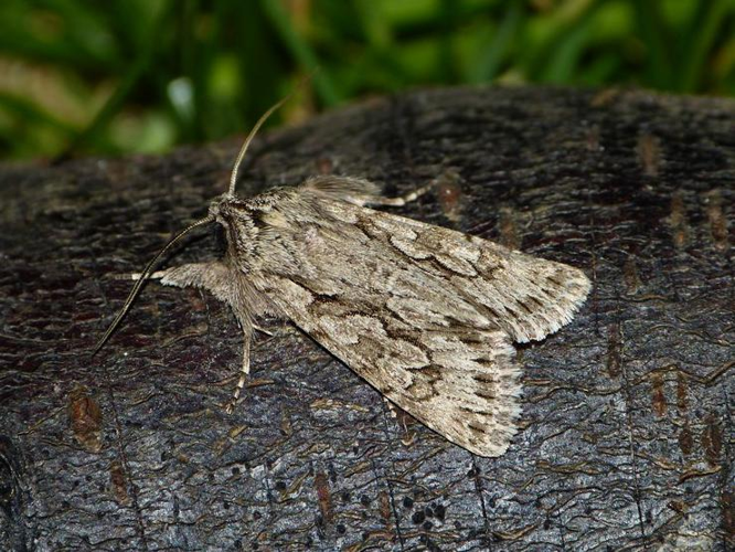 Xylocampa areola &copy; BARBIER Simon