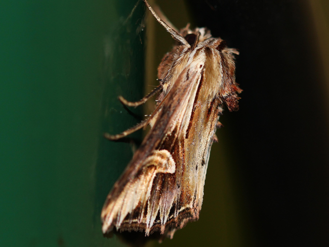 Actinotia polyodon &copy; COLINDRE Laurent