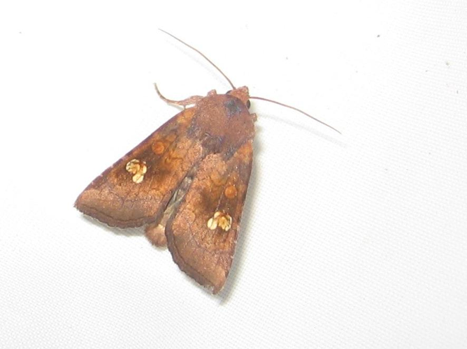 Amphipoea oculea &copy; LETHEVE Xavier