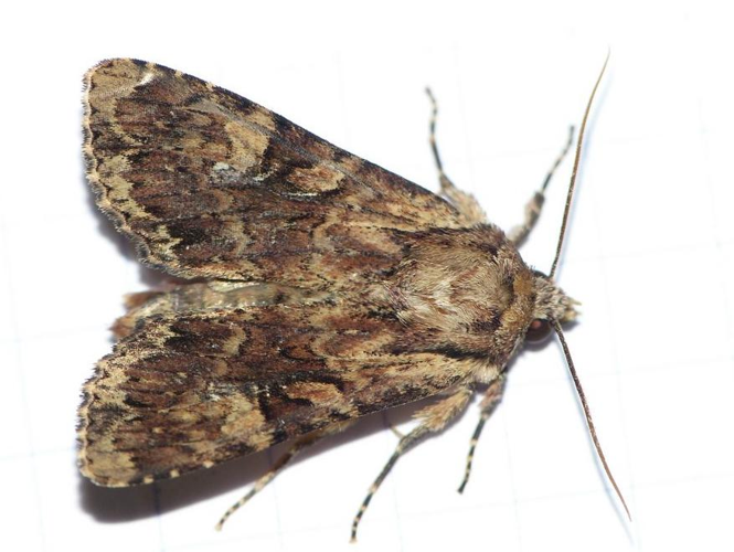 Apamea epomidion &copy; BARBIER Simon