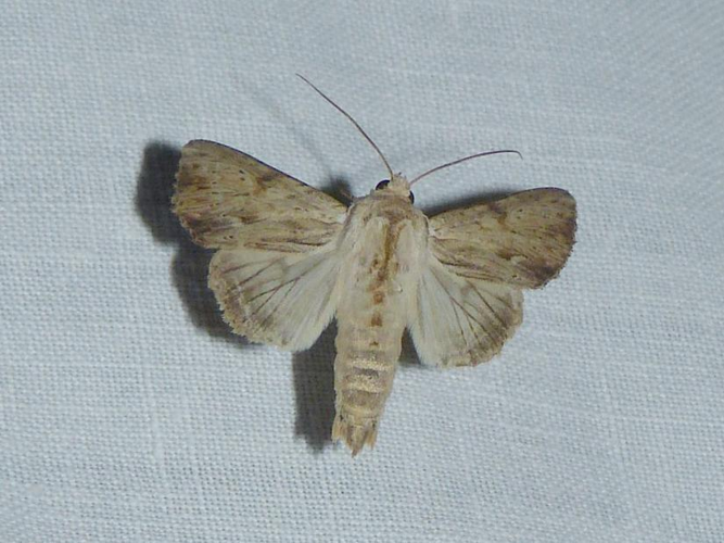 Apamea lithoxylaea &copy; BARBIER Simon