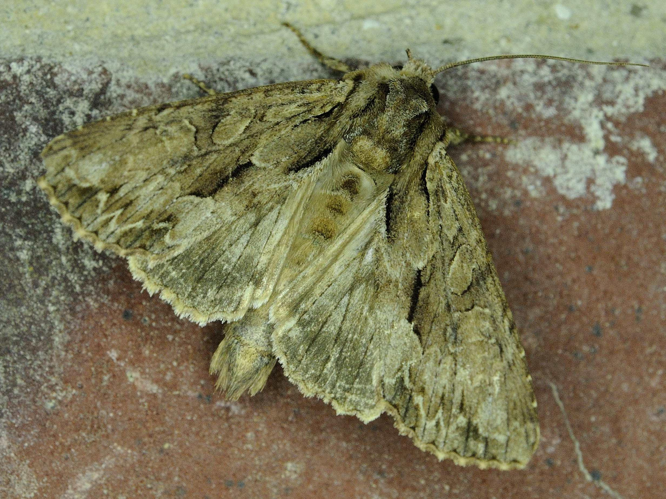 Apamea monoglypha &copy; MATHOT William