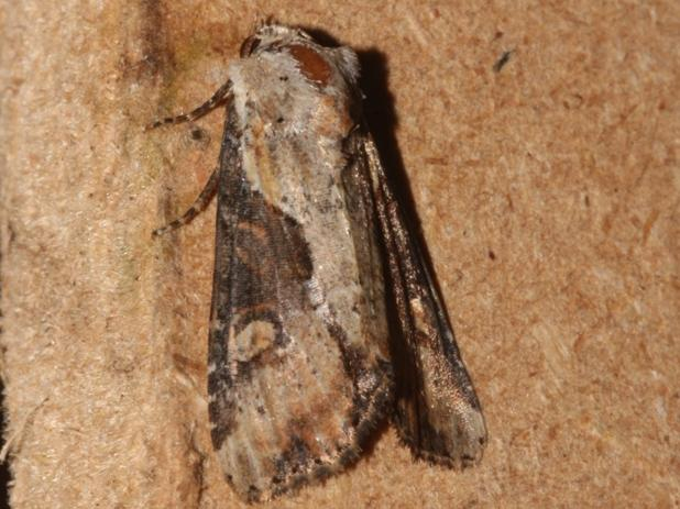 Apamea ophiogramma &copy; DANTEN Benoit