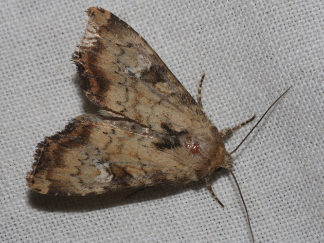 Apamea scolopacina &copy; DANTEN Benoit