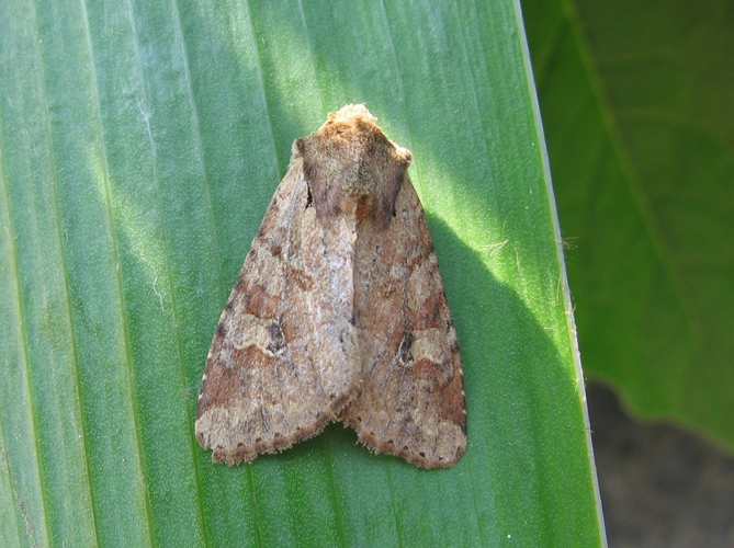 Apamea sordens &copy; LETHEVE Xavier