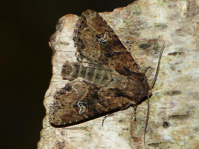 Apamea unanimis &copy; BARBIER Simon