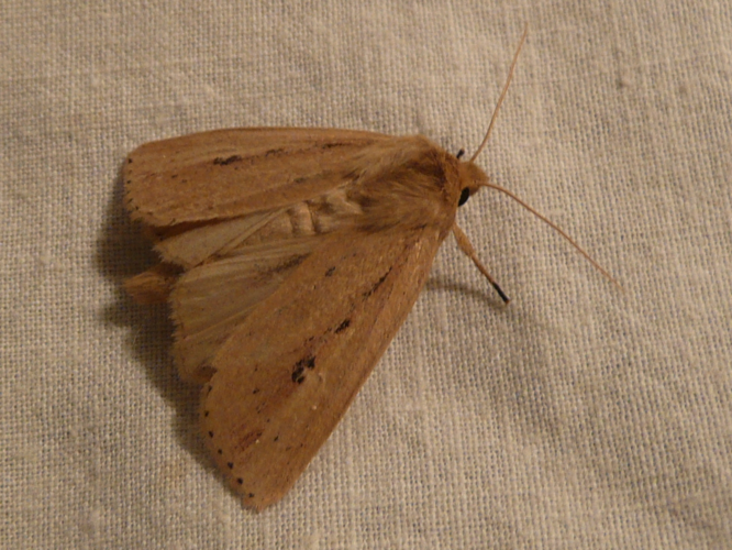 Archanara dissoluta &copy; MAILLIER Sébastien