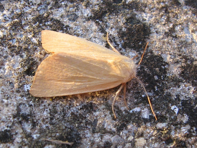 Arenostola phragmitidis &copy; LETHEVE Xavier