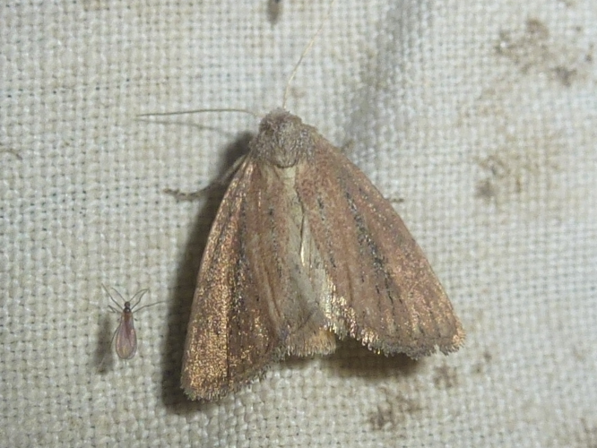 Coenobia rufa &copy; MAILLIER Sébastien