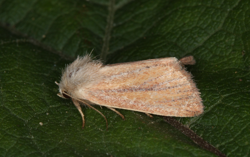 Chortodes pygmina &copy; LETHEVE Xavier