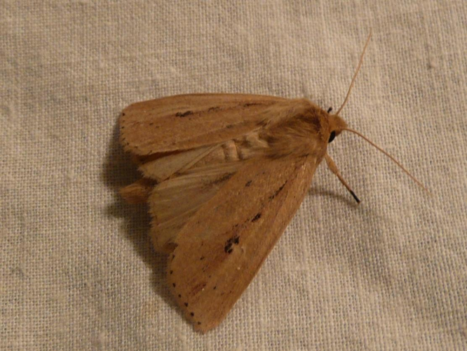 Archanara sparganii &copy; MAILLIER Sébastien (CSNP)