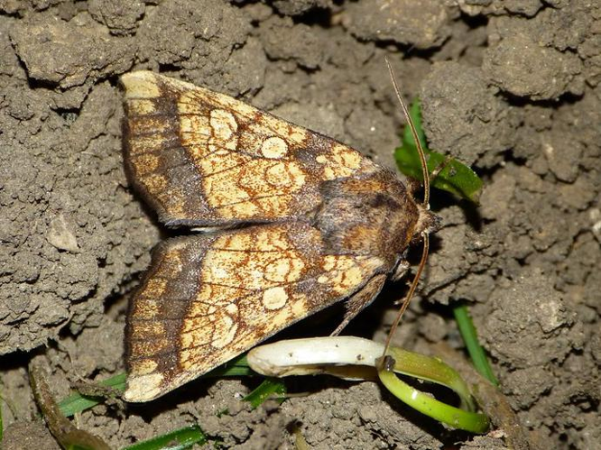 Gortyna flavago &copy; BARBIER Simon