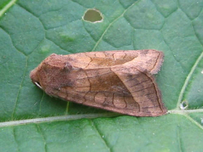 Hydraecia micacea &copy; LETHEVE Xavier