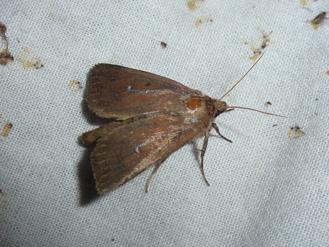 Archanara geminipuncta &copy; MAILLIER Sébastien