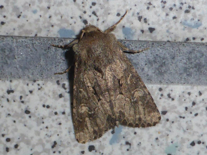 Luperina testacea &copy; LETHEVE Xavier