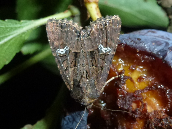 Mesapamea secalis &copy; MAILLIER Sébastien