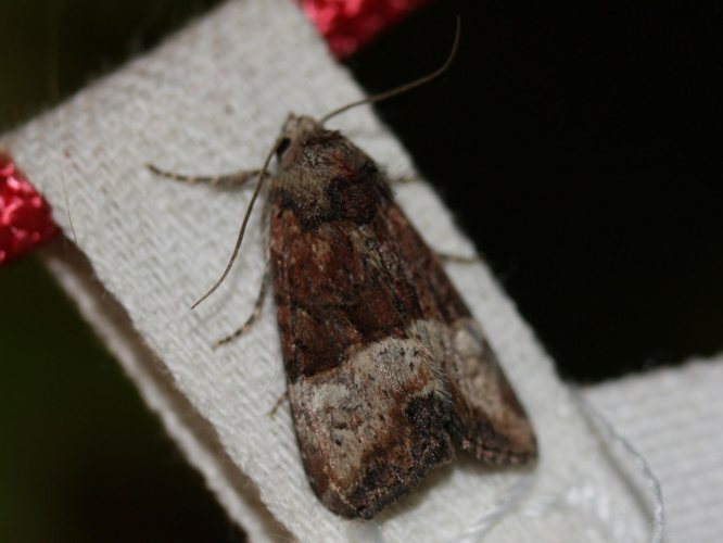 Mesoligia furuncula &copy; LETHEVE Xavier