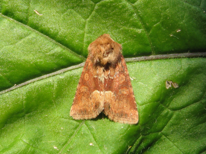 Oligia fasciuncula &copy; LETHEVE Xavier