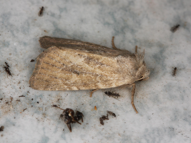 Chortodes fluxa &copy; LETHEVE Xavier