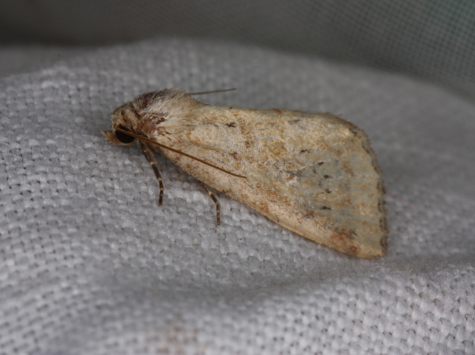 Photedes minima &copy; LETHEVE Xavier