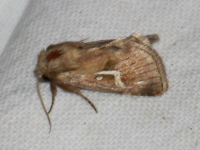 Phragmatiphila nexa &copy; CAGNIARD Dominique