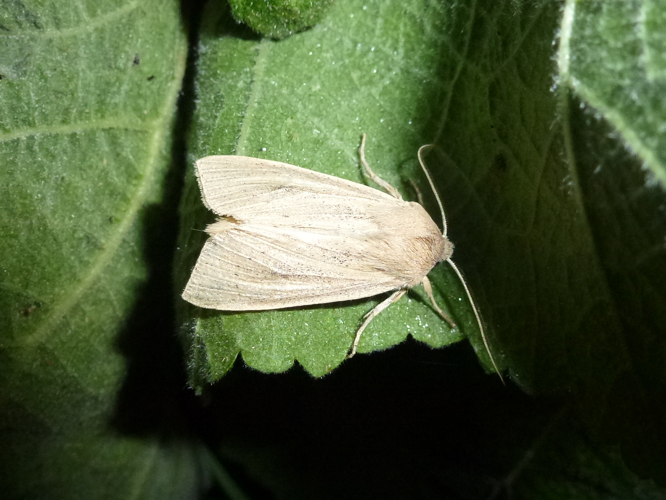 Rhizedra lutosa &copy; MAILLIER Sébastien