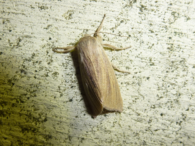 Sedina buettneri &copy; 