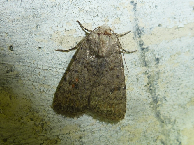 Paradrina clavipalpis &copy; MAILLIER Sébastien