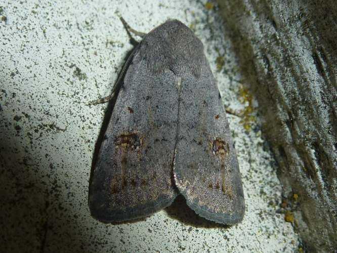 Platyperigea kadenii &copy; MAILLIER Sébastien