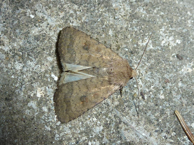 Caradrina morpheus &copy; MAILLIER Sébastien