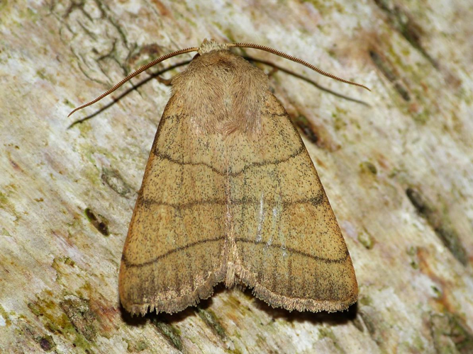Charanyca trigrammica &copy; BARBIER Simon