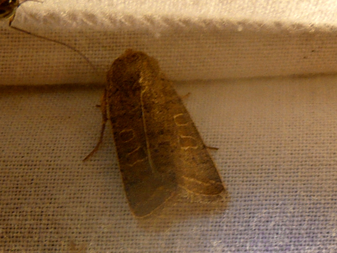 Hoplodrina ambigua &copy; MAILLIER Sébastien