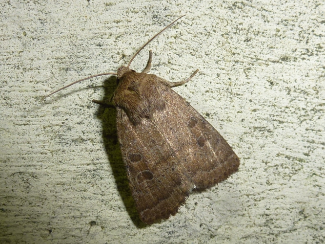 Hoplodrina octogenaria &copy; MAILLIER Sébastien