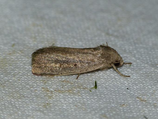 Proxenus hospes &copy; BARBIER Simon