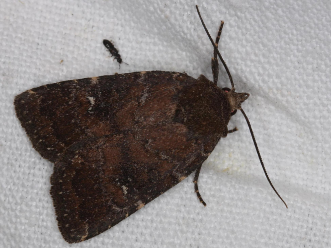 Rusina ferruginea &copy; LETHEVE Xavier