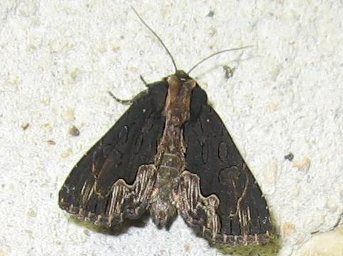 Dypterygia scabriuscula &copy; LETHEVE Xavier