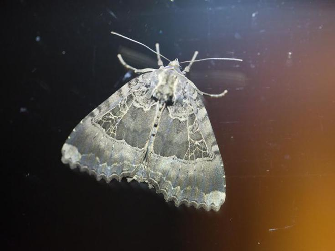 Mormo maura &copy; TONDELLIER Bruno