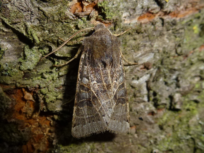 Omphaloscelis lunosa &copy; MAILLIER Sébastien