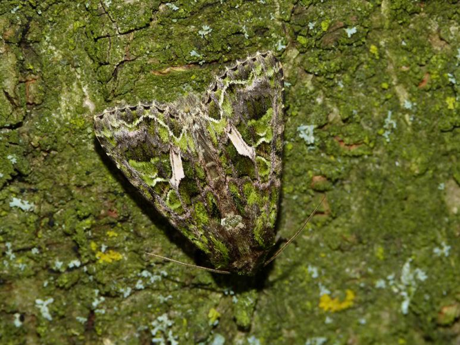 Trachea atriplicis &copy; BARBIER Simon