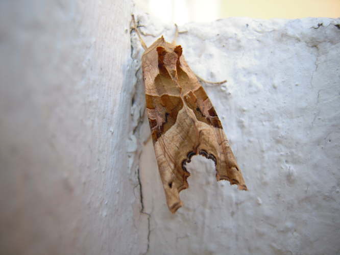 Phlogophora meticulosa &copy; HERMANT Thomas