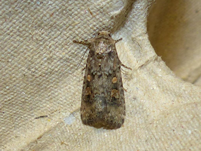 Spodoptera exigua &copy; DEROZIER Carole