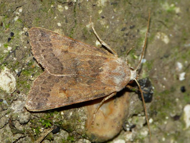 Agrochola helvola &copy; BARBIER Simon