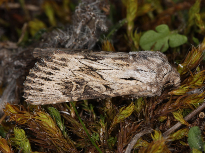 Aporophyla australis australis &copy; LETHEVE Xavier