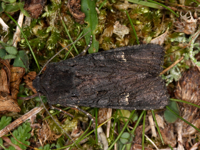 Aporophyla nigra &copy; LETHEVE Xavier