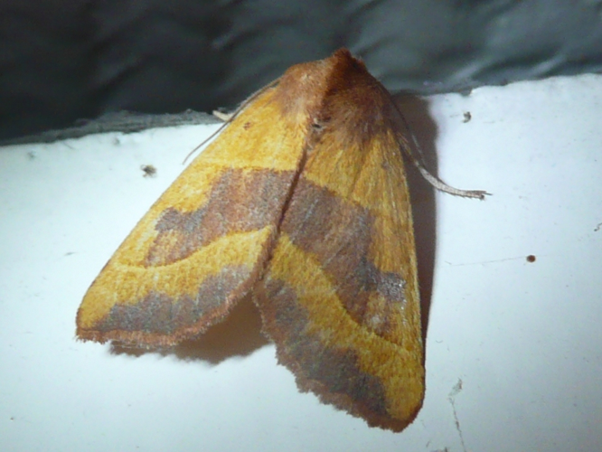 Atethmia centrago &copy; MAILLIER Sébastien